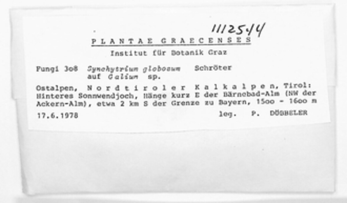 Synchytrium globosum image